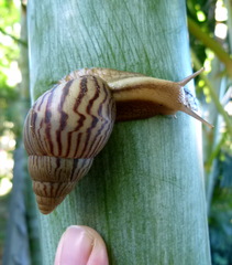 Cochlitoma granulata