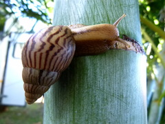 Cochlitoma granulata