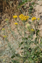Ajania fastigiata