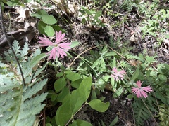 Silene hookeri, photograph (c) Dee Shea Himes, some rights reserved (CC BY)