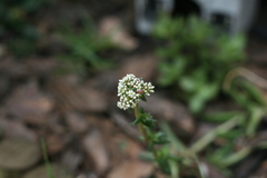 Crassula capitella capitella