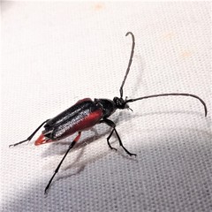 Pseudostrangalia cruentata