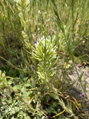Castilleja attenuata, photograph 2