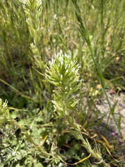 Castilleja attenuata, photograph (c) Dee Shea Himes, some rights reserved (CC BY)
