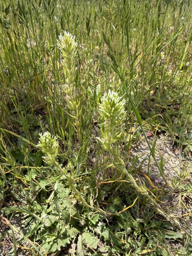 Castilleja attenuata, photograph 3