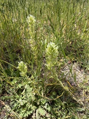 Castilleja attenuata, photograph (c) Dee Shea Himes, some rights reserved (CC BY)