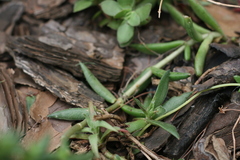Crassula capitella capitella
