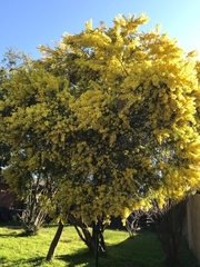 Acacia pycnantha