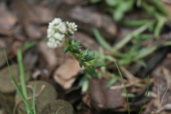 Crassula capitella capitella