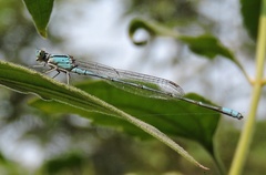 Pseudagrion australasiae