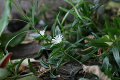 Delosperma affine