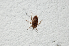 Oebalus