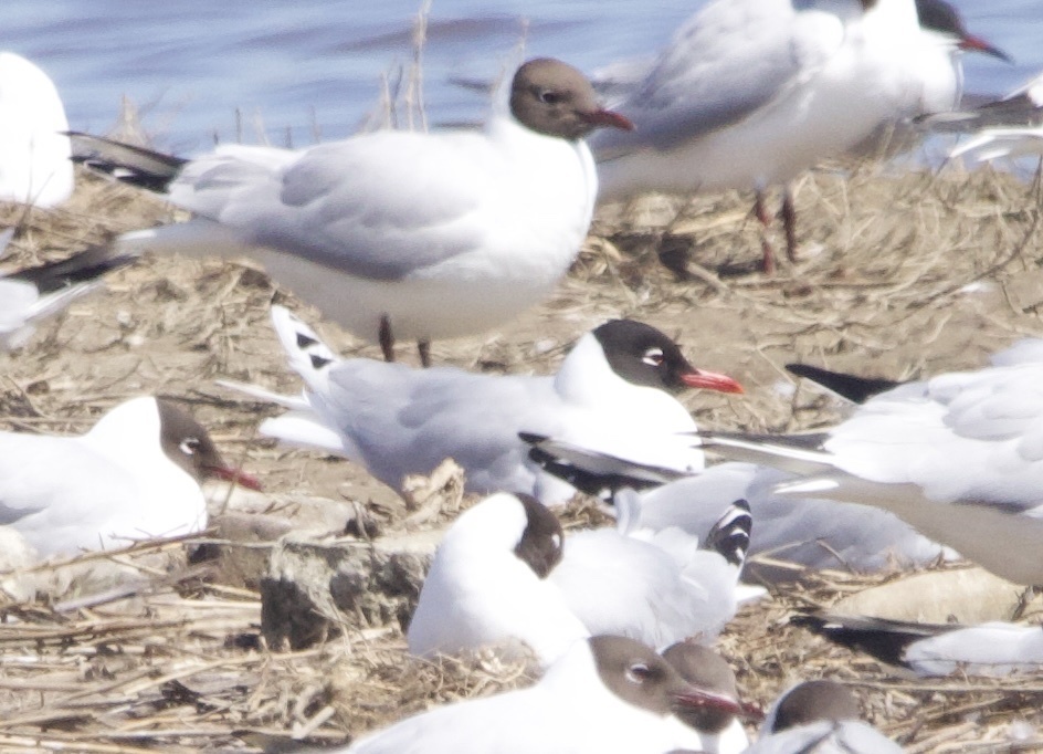 Mediterranean Gull