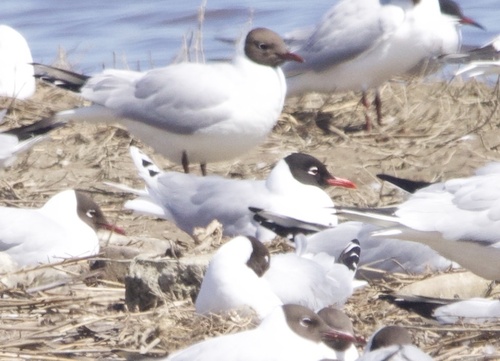Mediterranean Gull