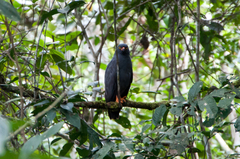 Helicolestes hamatus