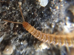 Henia vesuviana