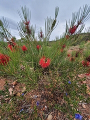 Melaleuca orophila