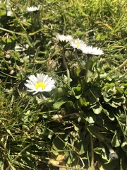 Bellis perennis