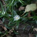 Delosperma affine - Photo (c) Luc Strydom, some rights reserved (CC BY-NC), uploaded by Luc Strydom