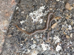 Henia vesuviana