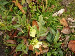 Helleborus lividus