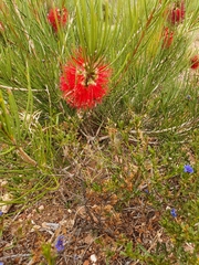 Melaleuca orophila