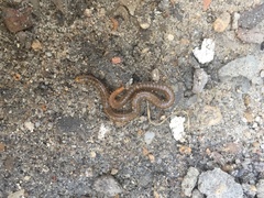 Henia vesuviana