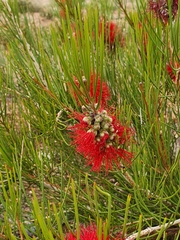 Melaleuca orophila
