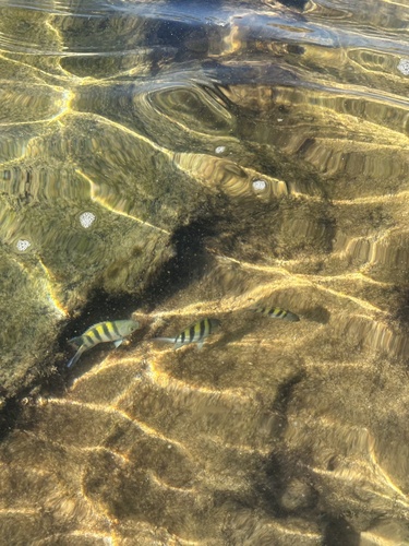Abudefduf saxatilis