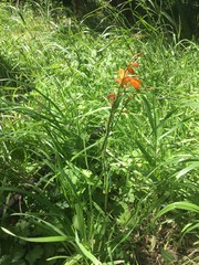 Crocosmia × crocosmiiflora