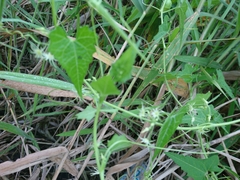 Actinostemma tenerum