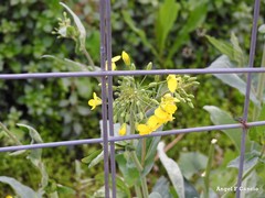 Brassica rapa