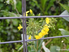 Brassica rapa