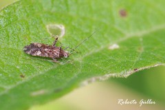 Phytocoris subvittatus