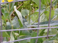 Brassica rapa