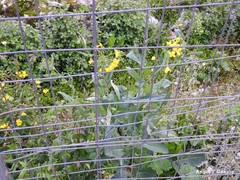 Brassica rapa