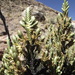 Andicolea graveolens - Photo (c) danplant, alguns direitos reservados (CC BY-NC), uploaded by danplant