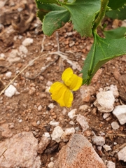Goodenia varia