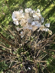 Hydrangea macrophylla