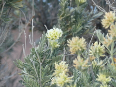Anthyllis barba-jovis, photograph (c) DDutrey, some rights reserved (CC BY)