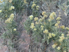 Anthyllis barba-jovis, photograph (c) DDutrey, some rights reserved (CC BY)