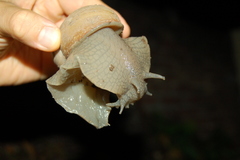 Megalobulimus lorentzianus