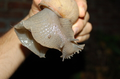 Megalobulimus lorentzianus