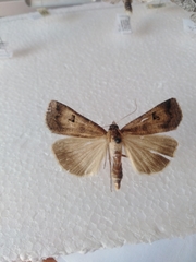 Lygephila ludicra