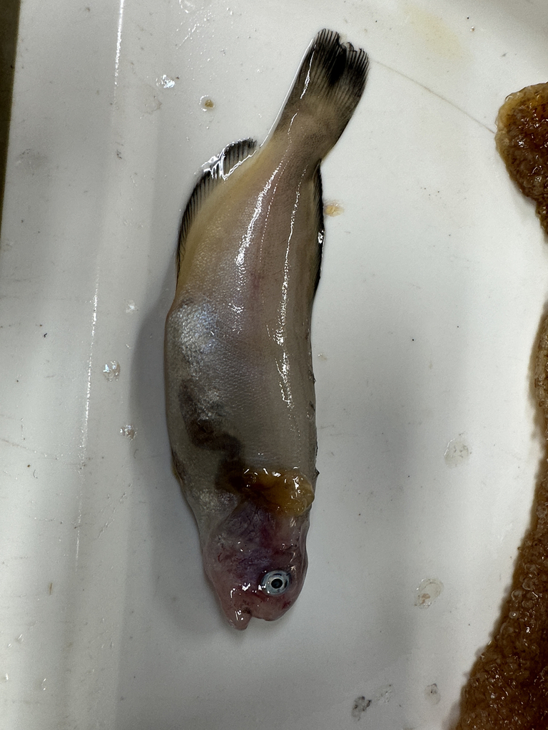Medusavis (Icichthys lockingtoni) — Centrolophidae