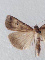 Lygephila ludicra