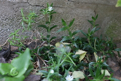 Delosperma affine