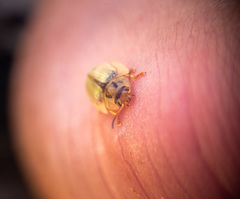 Paropsisterna bimaculata