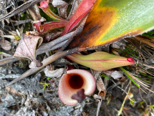 Heliamphora nutans