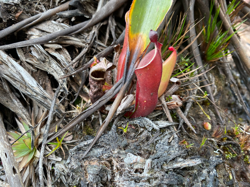 Heliamphora nutans
